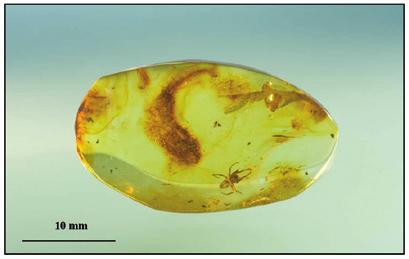 Fig. 30: Specimen of Baltic Amber with an inclusion (MnhnL PAG032).