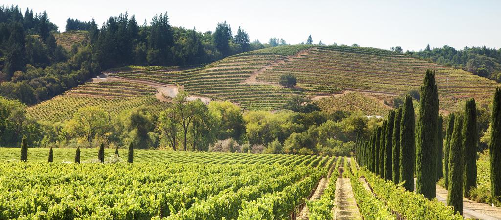 The North Coast wildfires looks to have done minimal damage to the Californian wine industry and its 2017 harvest. Ciatti Contacts Import/Export Domestic CEO Greg Livengood T.