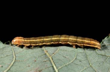 PHOTOGRAPHS OF THE SPECIES: SKIPPERS, BUTTERFLIES, & MOTHS: CHAPTER 5 211 LACANOBIA LILACINA CATERPILLAR Yellow-green with a prominent subdorsal