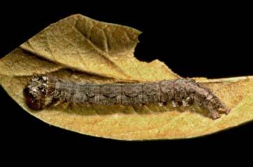 220 CHAPTER 5: PHOTOGRAPHS OF THE SPECIES: SKIPPERS, BUTTERFLIES, & MOTHS LITOCALA SEXSIGNATA CATERPILLAR Brown with subdorsal scalloped dashes; a