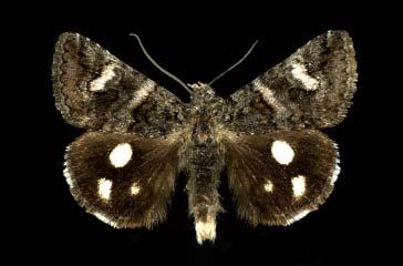 Hindwings black; each hindwing has three white spots, thereby providing the basis for the specific epithet sexsignata, meaning six-spotted.