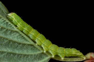 226 CHAPTER 5: PHOTOGRAPHS OF THE SPECIES: SKIPPERS, BUTTERFLIES, & MOTHS ONCOCNEMIS DUNBARI CATERPILLAR Light green with faint discontinuous white markings