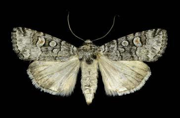Forewings mottled gray with large round discal spots. Hindwings white with gray submarginal borders.