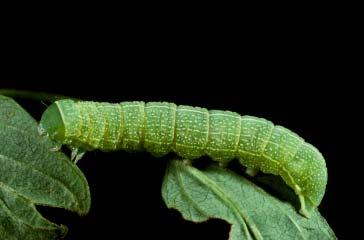 PHOTOGRAPHS OF THE SPECIES: SKIPPERS, BUTTERFLIES, & MOTHS: CHAPTER 5 227 SPECKLED GREEN FRUITWORM - ORTHOSIA HIBISCI CATERPILLAR Light green with small white spots; white