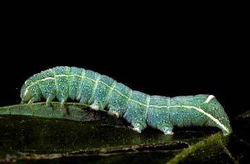 PHOTOGRAPHS OF THE SPECIES: SKIPPERS, BUTTERFLIES, & MOTHS: CHAPTER 5 229 ORTHOSIA PACIFICA CATERPILLAR Green with many small white spots; broad transverse white streak on A8; white spiracular line