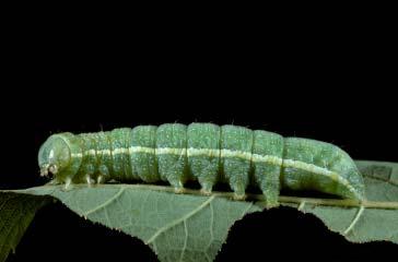 216 CHAPTER 5: PHOTOGRAPHS OF THE SPECIES: SKIPPERS, BUTTERFLIES, & MOTHS LITHOPHANE GEORGII CATERPILLAR Green; lateral line white to yellow with parallel edges. ADULT Wingspan 4.8 centimeters.