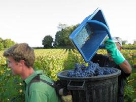Merlot is the dominant grape variety of the Ponty vineyards.