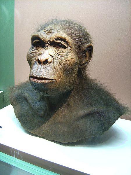 Homo Habilis: The First Toolmaker? Homo Habilis appear in East Africa around 2.