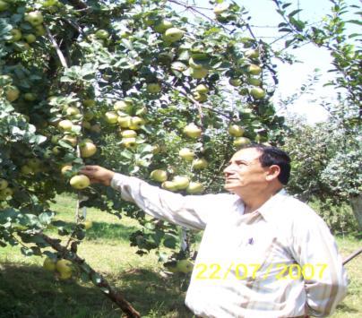 12 Olive gardens Ramban, Chanderkote, Uri, Karnah, Poonchh, Udhampur and Rajouri 13 Kiwifruit gardens Ramban 14 Saffron fields Pulwama Spring bloom of almond gives a sweet feeling, picking quince and