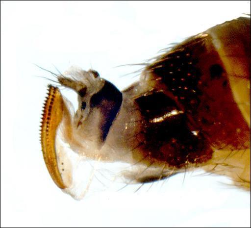(gme1@cornell.edu), Tim Weigle (thw4@cornell.edu) or Juliet Carroll (jec3@cornell.edu) know. Spotted Wing Drosophila.