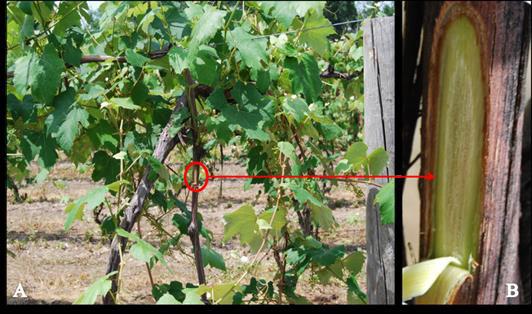 vinifera cultivars suffered the majority of the loss/damage with many hybrid and native cultivars also suffering winter injuries.
