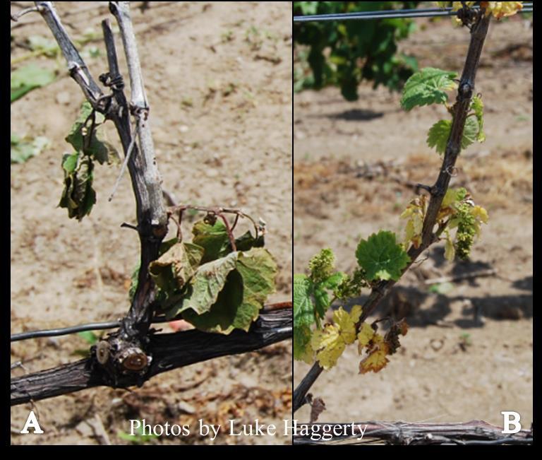 Figure 3. Sever winter damage to Pinot gris (A) vine collapse (B) stunted shoots with chlorosis.