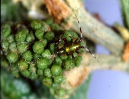 Grape Insect and mite pests-highlights for the 2015 field season Greg Loeb Department of Entomology Cornell University New York State Agricultural Experiment Station Geneva, NY 14456 Rather than