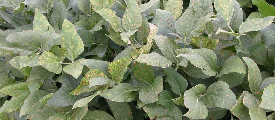 SOYBEAN DISEASE MANAGEMENT CPN-1017 Frogeye Leaf Spot Frogeye leaf spot of soybean is caused by the fungus Cercospora sojina.