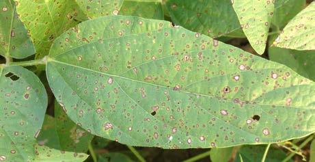 Symptoms and Signs Frogeye leaf spot initially appears on upper leaf surfaces as small, dark, water-soaked spots (lesions) (Figure 1).