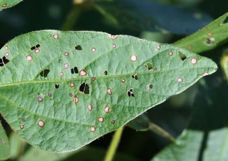 The centers of frogeye leaf spot lesions progress from gray to brown to light tan, and are surrounded by a narrow reddish purple margin