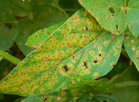 In addition to leaf lesions, frogeye leaf spot symptoms can occur on stems and pods late in the season, but these symptoms can be difficult