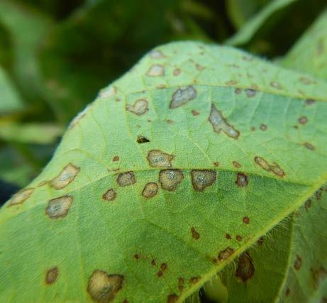 Severely diseased pods can infect and discolor seeds.