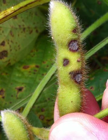 (Figure 4). Lesions can coalesce to create blighted areas on leaves. When frogeye leaf spot is severe, plants can prematurely defoliate.