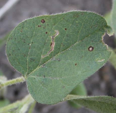 Disease Cycle The fungus that causes frogeye leaf spot survives in infested soybean residue for at least two years.