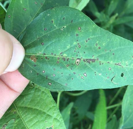 The fungus that causes frogeye leaf spot survives in crop residue and in infected seeds. Wind and rain spread inoculum (fungal spores) to soybean plants where infection occurs.