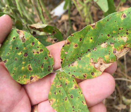 Target Spot (Corynespora cassiicola) The secondary lesions of target spot can appear similar to frogeye leaf spot.
