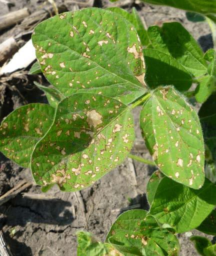 Target spot lesions form on pods, petioles, and stems like frogeye leaf spot. You may need a laboratory diagnosis to distinguish between these diseases.
