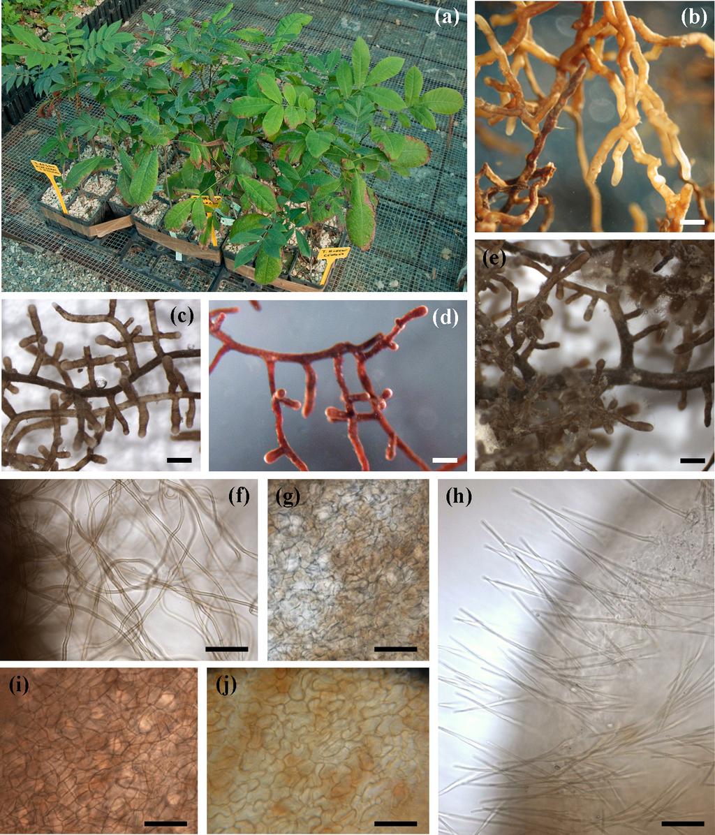 Mycorrhizal inoculation 181 Fig. 1. Pecan seedlings and morphology of T. aestivum, T. borchii, T. indicum and T. lyonii ECM. (a) Pecan seedlings in the nursery; (b) T.