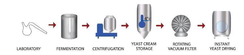 II Yeast Production - Vitality Pure cultured yeast Propagated in dedicated state-of-the art facilities.
