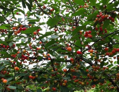 Cherries are at risk of infestation when they first start to color all the way through harvest. Use on-farm monitoring to assess SWD adult populations and to determine when to begin management.