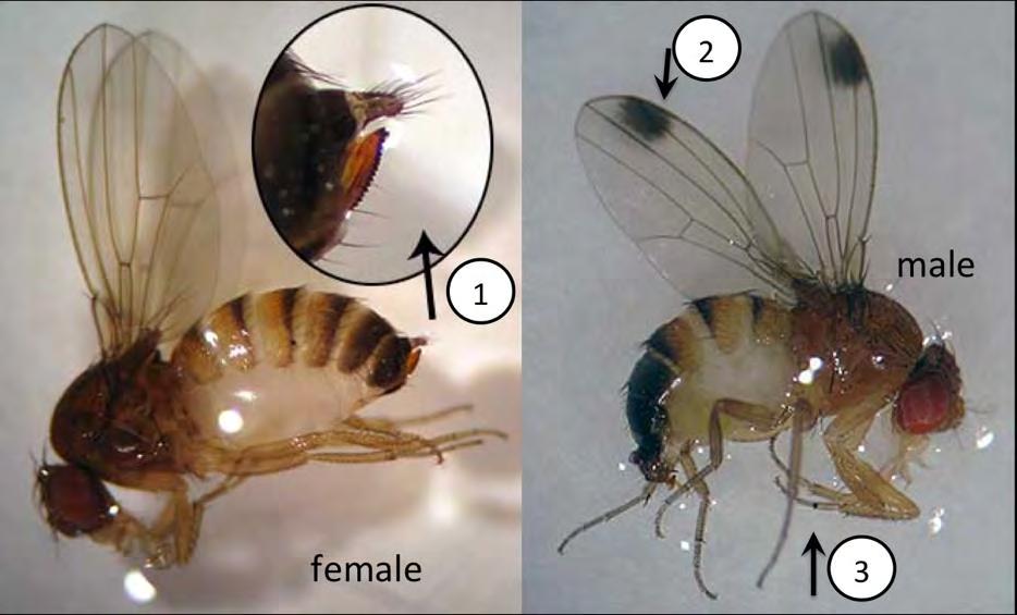 2 MANAGING SPOTTED WING DROSOPHILA IN MICHIGAN CHERRY t s -13 ter SWD lifecycle. SWD development is largely driven by temperature and day length (Fig. 1).