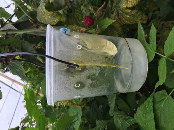 The trap contains an inch of liquid bait or a lure hung above a soapy water drowning solution to attract flies (Fig. 3). The small holes allow access to vinegar flies, but keep out larger insects.