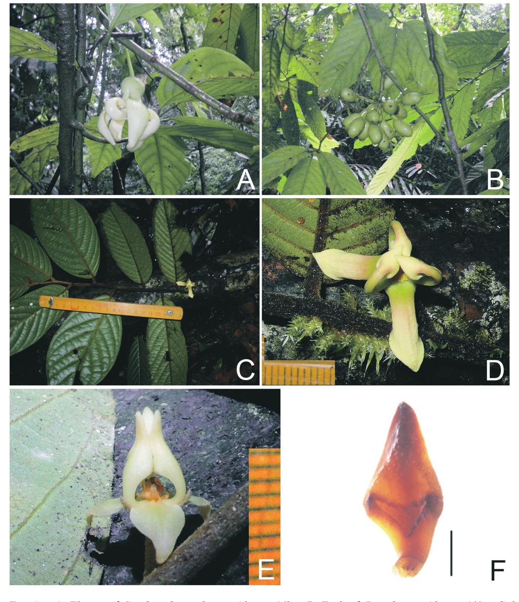 The Japanese Society for Plant Systematics February 2014 Okada New Cyathocalyx, Mitrephora, Orophea from Borneo 19 Fig. 1. A: Flower of Cyathocalyx tsukayae. About 1/3. B: Fruit of C. tsukayae. About 1/4.