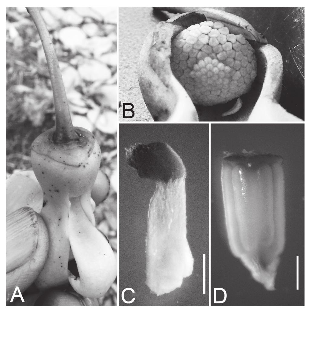 20 Acta Phytotax. Geobot. Vol. 65 Fig. 2. Cyathocalyx tsukayae. A: United sepals. About 2. B: Carpels and stamens. U-shaped stigma; part of petals removed.