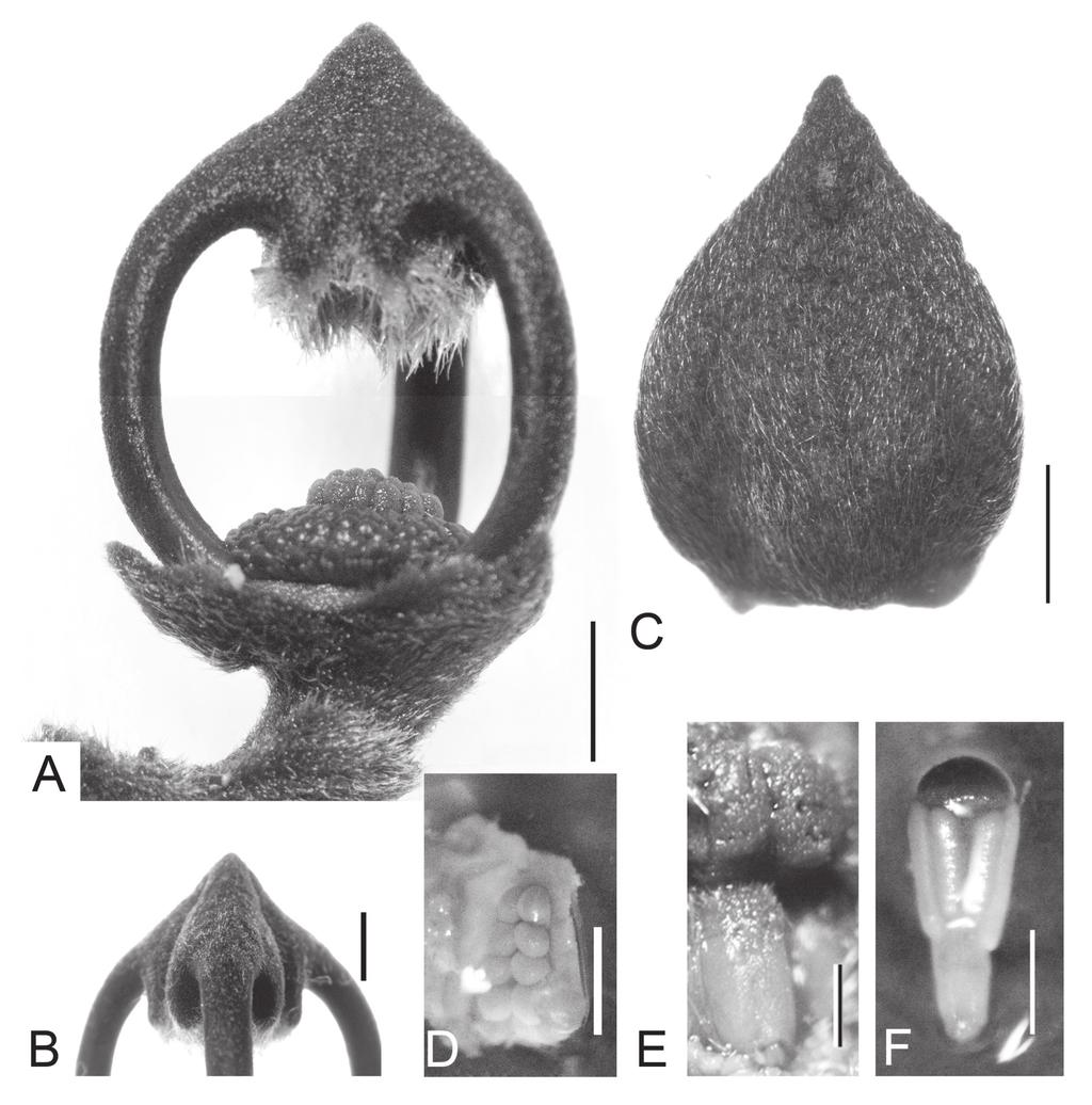 22 Acta Phytotax. Geobot. Vol. 65 Fig. 3. Mitrephora imbricatarum-apicum. A: Immature flower; outer petals removed; showing many stigmas in central part of flower.