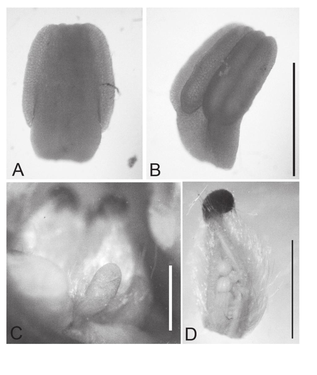 February 2014 Okada New Cyathocalyx, Mitrephora, Orophea from Borneo 23 Fig. 4. Orophea sagittalis. A: Miliusoid stamen, adaxial view.