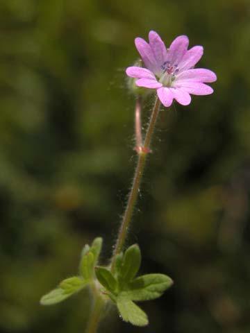Purpletip Cut-leaf Geranium