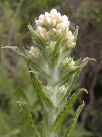 10 of 22 Gilia achilleifolia
