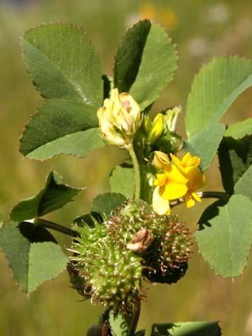 Manroot Cucurbitaceae