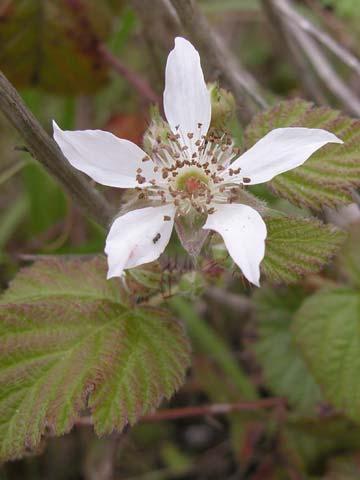 Blackberry Rosaceae Rubus