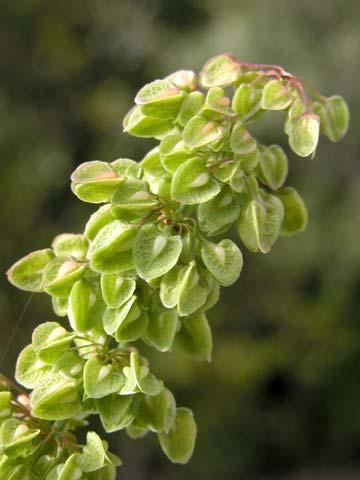 Blackberry Rosaceae Rumex