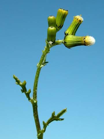 Scrophularia californica ssp.
