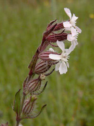 Taxodiaceae Sidalcea