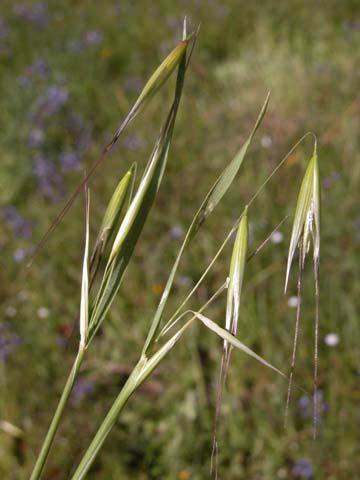 Ranunculaceae Artemisia