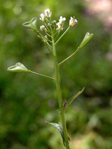 Convolvulaceae Calystegia