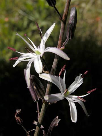 Mahogany Rosaceae Chamomilla