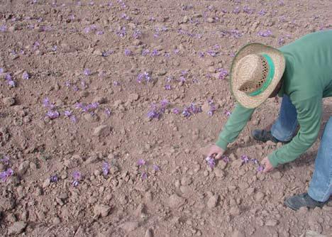 Harvesting of saffron flowers (ITAP) A1.3.8.4.