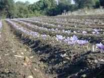REGIONAL SAFFRON CULTIVA- TION AND HARVESTING TECHNIQUES IN SPAIN, GREECE AND ITALY This section presents the methods applied for saffron planting and harvesting in all three Mediterranean regions of