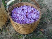 SAFFRON TREATMENT IN SPAIN, GREECE AND ITALY Following pages contain a detailed description of the flower treatment process, beginning from harvesting the flower in the field until the flower is