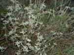 White Sage Honey Floral Source: White sage blossoms.